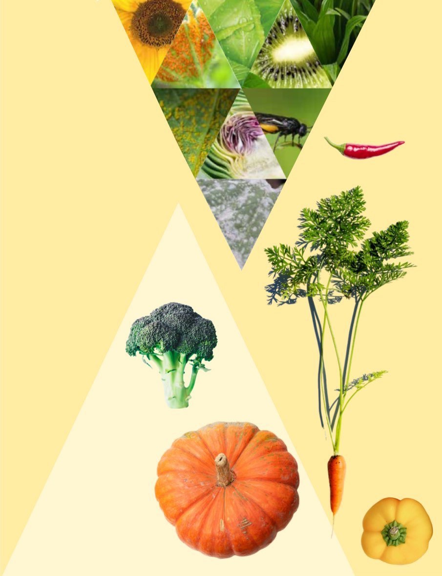 Composizione ortaggi